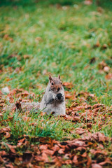 Ardillas en el Hyde Park, Londres.
