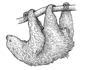 Sloth illustration, drawing, engraving, ink, line art, vector © jenesesimre