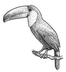 Tucan illustration, drawing, engraving, ink, line art, vector © jenesesimre