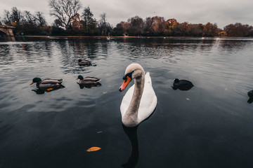 El lago de los Cisnes, Hyde Park. Londres