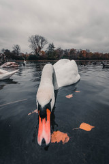 El lago de los Cisnes, Hyde Park. Londres