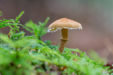 Lone Shaggy Parasol Fungi in the Forest