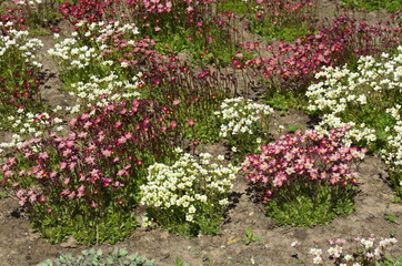 Red and white saxifrage sod (lat. Saxifraga cespitosa) blooms in the garden