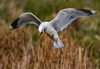 common gull - seagull flying gracefully