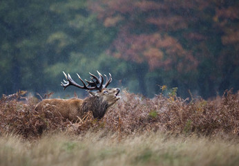 Red deer stag bellowing in the rain