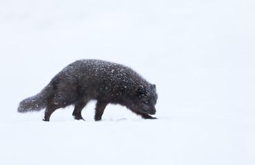 Blue morph arctic fox walking in snow