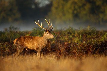 Red Deer standing in the ferns on an early misty morning