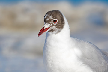 black-headed gull spring portrait