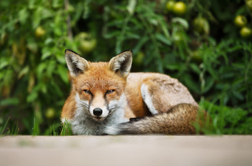 Red fox lying relaxed in the vegetable garden