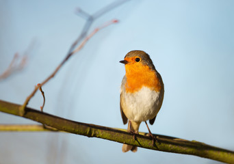 European Robin perching on a tree branch