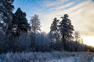 winter, frost, snow, frost, forest, trees, pines, blue, sky, white clouds, sunset, evening, walk