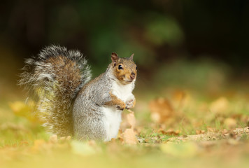 Naklejka na ściany i meble Close-up of a Grey squirrel in autumn