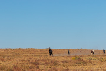 Herd of Wild Horses in the Utah Desert