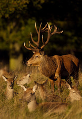Naklejka na ściany i meble Red deer stag standing near a group of hinds