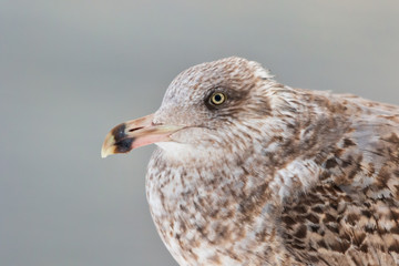 seagull  - common gull - close-up portrait