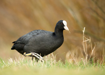 Close up of  Eurasian Coot walking in the grass