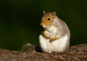 Close up of a grey squirrel sitting on a tree log