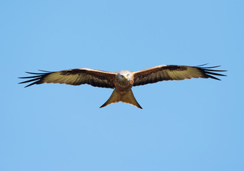 Red kite in flight against clear blue sky