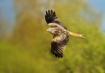 Red kite in flight against colorful background