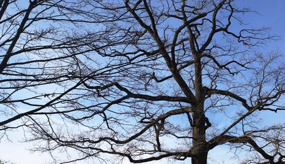 tree in the sky,tree, winter, nature, sky, branch, snow, forest, branches, trees, blue, cold, wood, landscape, ice, season, white, silhouette, bare, frost, spring, natural, black, sun, clouds, 