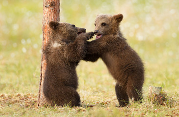 Obraz na płótnie Canvas Two brown bear cubs play-fighting