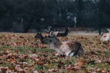 Ciervos macho en el Richmond Park, Londres.