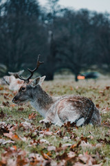 Ciervos macho en el Richmond Park, Londres.