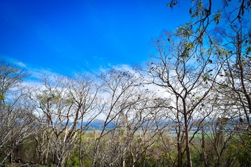 tree and blue sky