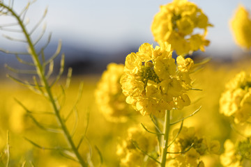 Obraz premium Rapeseed field of Kamogawa-city, Chiba Prefecture 