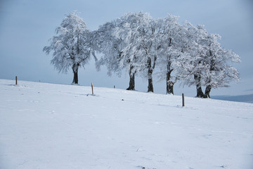 white beeches in snow landscape