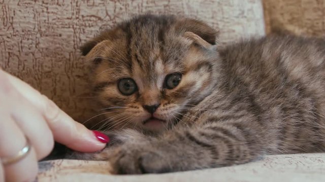 Funny little kitten portrait, british-scottish fold cat