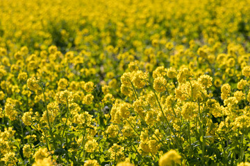 Obraz premium Rapeseed field of Kamogawa-city, Chiba Prefecture 