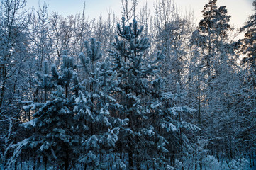 winter, snow, frost, forest, trees, pines, sky, clouds, walk