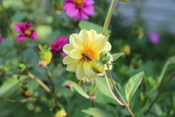yellow flowers in the garden