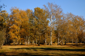 Herbst im Naturschutzgebiet Ried bei Grettstadt, Landkreis Schweinfurt, Unterfranken, Bayern, Deutschland