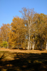 Herbst im Naturschutzgebiet Ried bei Grettstadt, Landkreis Schweinfurt, Unterfranken, Bayern, Deutschland