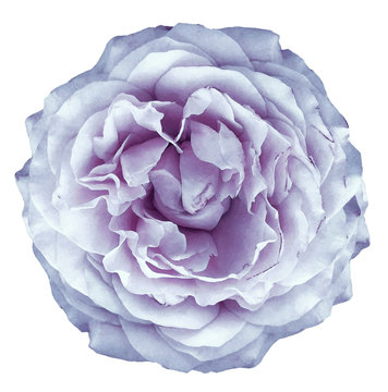 watercolor rose light purple flower  on white isolated background with clipping path. Closeup. For design. Nature.