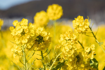 Rapeseed field of Kamogawa-city, Chiba Prefecture "Kamogawa Nanabatake Road", Japan