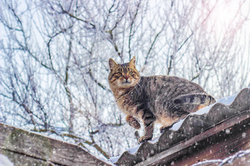 Obraz premium cat in the snow