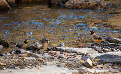 Yellow-billed Grosbeak (Chinese Grosbeak) by the creek in Korea.