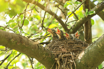 Hungry baby birds in a nest in spring in sunlight