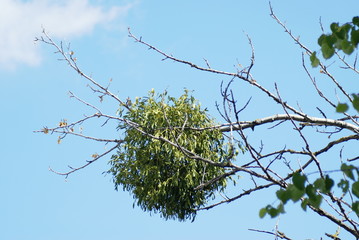 Mistel weißbeerige in Zweigen 2019146