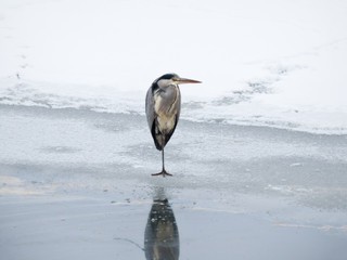 Grey heron standing motionless on frozen lake