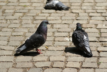 Obraz premium Stadttauben beim Flirten und Sonnen 2019152