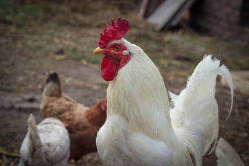 cock and hen