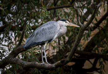 Grey heron hunting for food in winter
