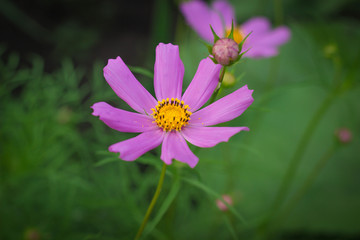 Obraz premium pink flower