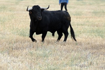 toro en españa