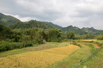 Fototapeta premium Green and yellow rice fields and montains , near Ban Gioc, Cao Bang province, Vietnam