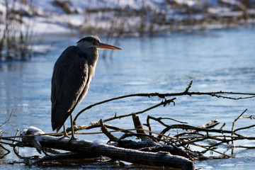 Grey heron hunting for food in winter